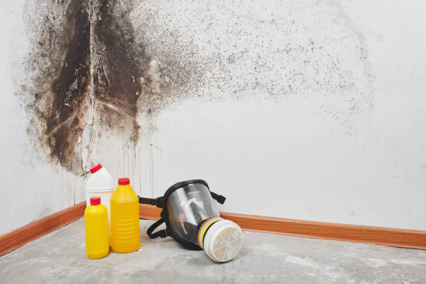 Best Affordable Mold Removal  in Grants Pass, OR