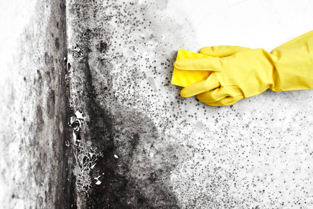 Best Local Mold Removal Service  in Grants Pass, OR