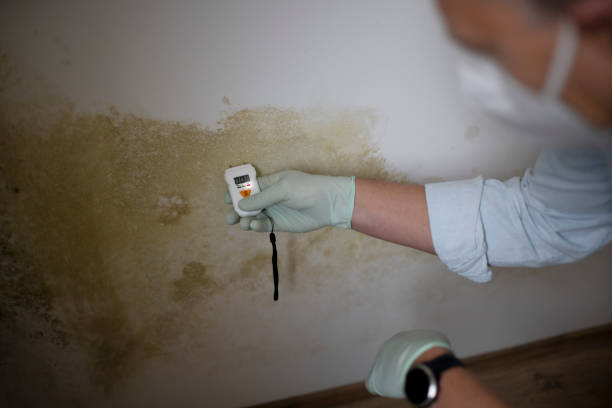 Professional Mold Removal in Grants Pass, OR