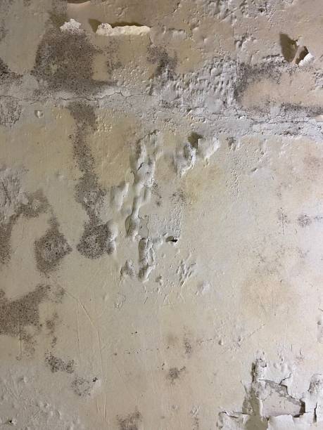 Best Commercial Mold Removal  in Grants Pass, OR
