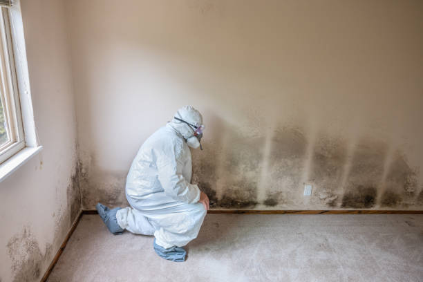 Best Commercial Mold Removal  in Grants Pass, OR