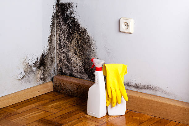 Best Attic Mold Removal  in Grants Pass, OR