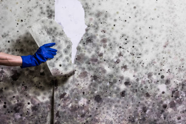 Trusted Grants Pass, OR Mold Removal Experts
