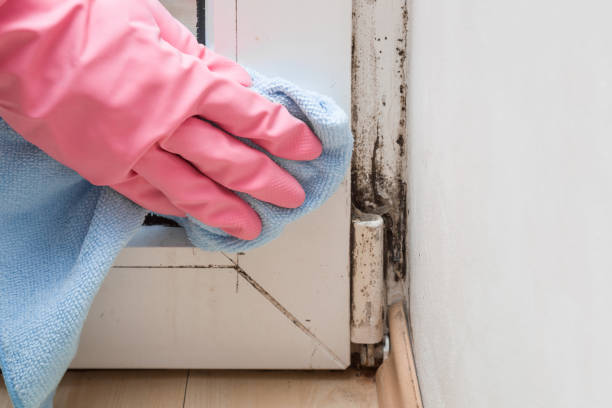 Best Professional Mold Removal  in Grants Pass, OR