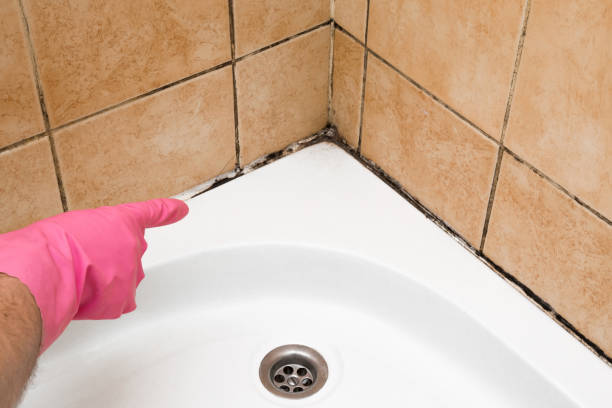 Best Attic Mold Removal  in Grants Pass, OR